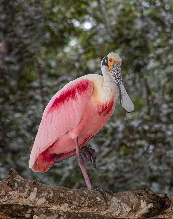 Roseate Spoonbill - Mags Carr